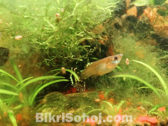 Fish